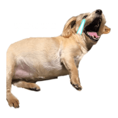 [LINEスタンプ] るのつくいぬたち