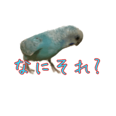 [LINEスタンプ] インコ「ルル」3