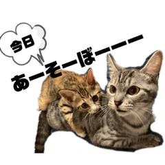 [LINEスタンプ] になはるちび〜きょうシリーズ〜