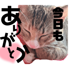 [LINEスタンプ] になはるちび〜きょうシリーズ2〜
