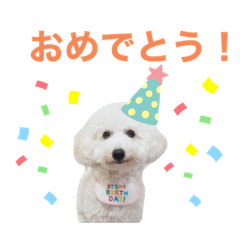 [LINEスタンプ] トイプードルのきなちゃんスタンプ