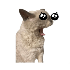 [LINEスタンプ] 猫と暮らすのはそう簡単ではありません。