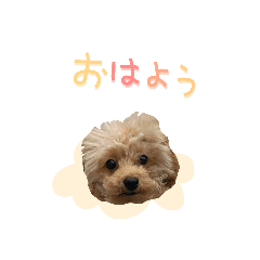 [LINEスタンプ] ユキちゃん毎日挨拶スタンプ