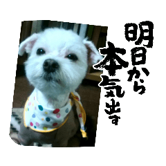 [LINEスタンプ] 悪ガキマルチーズ兄弟！！