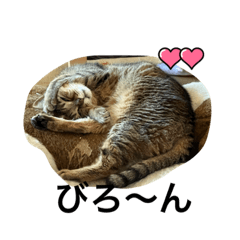 [LINEスタンプ] 3匹ニャンズ