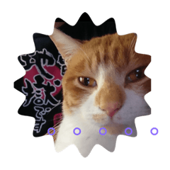[LINEスタンプ] 猫のワクの生活