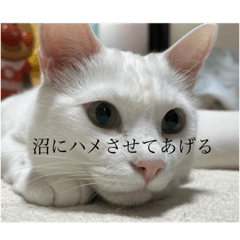 [LINEスタンプ] ネコの小言