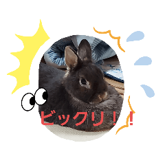 [LINEスタンプ] 使いやすいうさ＆ラビィスタンプ①