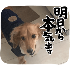 [LINEスタンプ] 大好き孔明くん2