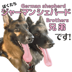 [LINEスタンプ] ジャーマンシェパード兄弟