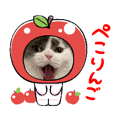 [LINEスタンプ] マンチカンのここあ5