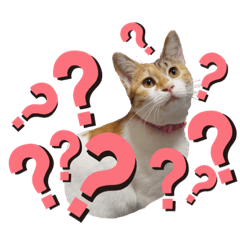 [LINEスタンプ] 日常で使えるリアルにゃんこスタンプ