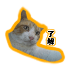[LINEスタンプ] 飼い猫のなーさん。