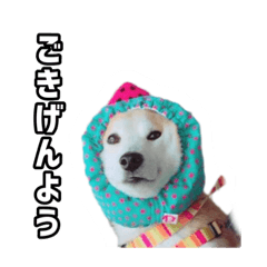 [LINEスタンプ] ゴン太のお笑いライフスタンプ