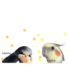 [LINEスタンプ] オカメインコ小梅ちゃんとツバメ