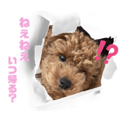 [LINEスタンプ] トイプードル（sea君2）
