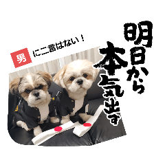 [LINEスタンプ] マサみつの日々3（シーズー）