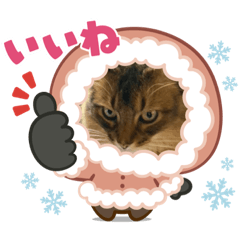 [LINEスタンプ] ソマリ グリ＆タンタン1の画像（メイン）