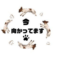 [LINEスタンプ] Jack_Russell_Terrier_4