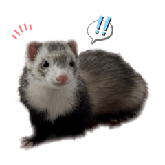 [LINEスタンプ] フェレット日和。pt.2