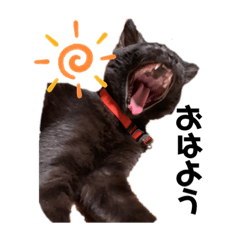[LINEスタンプ] 黒猫のあんちゃん