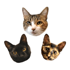 [LINEスタンプ] ねこのくみこ と めぐみ と さちの