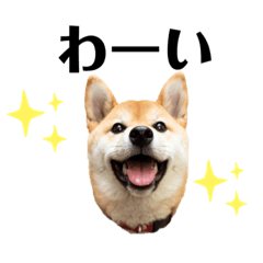 [LINEスタンプ] 柴犬みかんのスタンプ 3