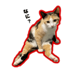 [LINEスタンプ] うちのミケですよ