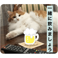 [LINEスタンプ] みゅーとシンバの画像（メイン）