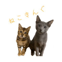 [LINEスタンプ] ねこきんぐandみい