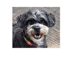 [LINEスタンプ] チャーリー4