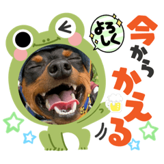 [LINEスタンプ] ミニピンのるーくだよ