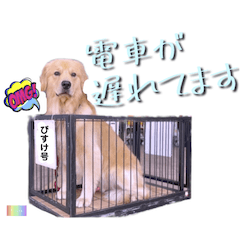 [LINEスタンプ] びすけ物語（びすけ、みるふ）／megu17