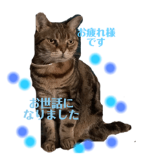 [LINEスタンプ] 畑猫のミイ＆チロ No.4 あいずちスタンプ