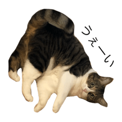 [LINEスタンプ] ペロちゃんは猫