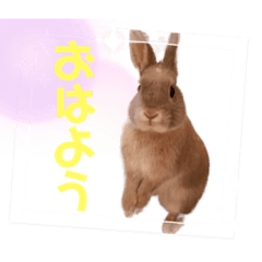 [LINEスタンプ] うさぎのぴょん太No.1