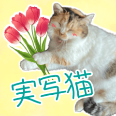 [LINEスタンプ] 可愛い猫トリオ【三毛＆黒＆ハチワレ】の画像（メイン）