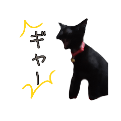 [LINEスタンプ] 黒猫マメちゃん