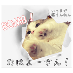 [LINEスタンプ] 猫の大阪弁スタンプ