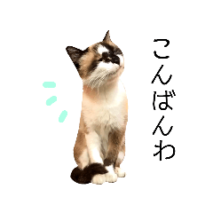 [LINEスタンプ] 猫は神スタンプ3