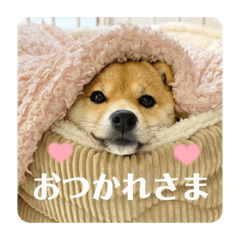 [LINEスタンプ] 豆柴あさのんスタンプ#1
