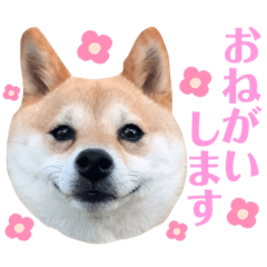 [LINEスタンプ] 豆柴モネちゃんスタンプ
