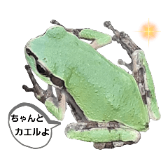 [LINEスタンプ] 野生のカエル5【鼓舞する会話】