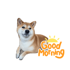 [LINEスタンプ] 柴犬のころちゃんPart1