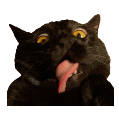 [LINEスタンプ] えらいねこ4