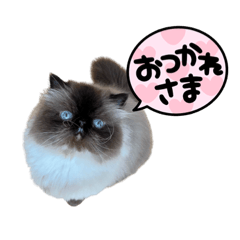 [LINEスタンプ] 根岸家のねこたち2