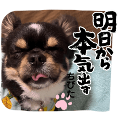 [LINEスタンプ] チビ太と仲間2