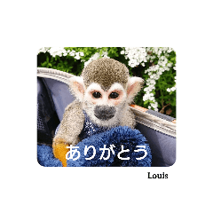 [LINEスタンプ] squirrelmonkey Louis