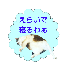 [LINEスタンプ] 岐阜弁を話す保護犬・猫【ネイティブ監修】