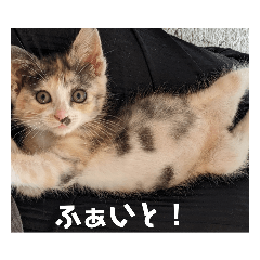 [LINEスタンプ] おてんば子猫 いたずら子猫  キュートな猫